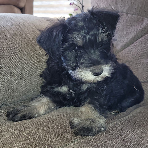 HYPOALLERGENIC PUREBRED MINIATURE SCHNAUZER PUPPIES HYPOALLERGENIC PUREBRED MINIATURE SCHNAUZER PUPPIES