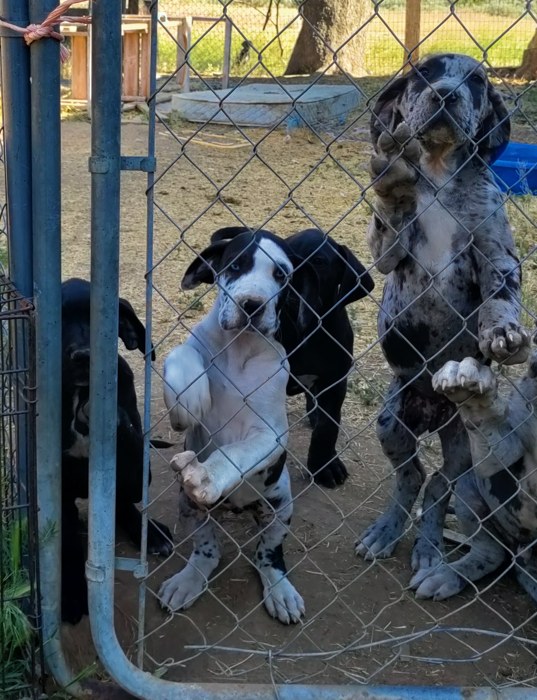 PUREBRED GREAT DANES PUREBRED GREAT DANES