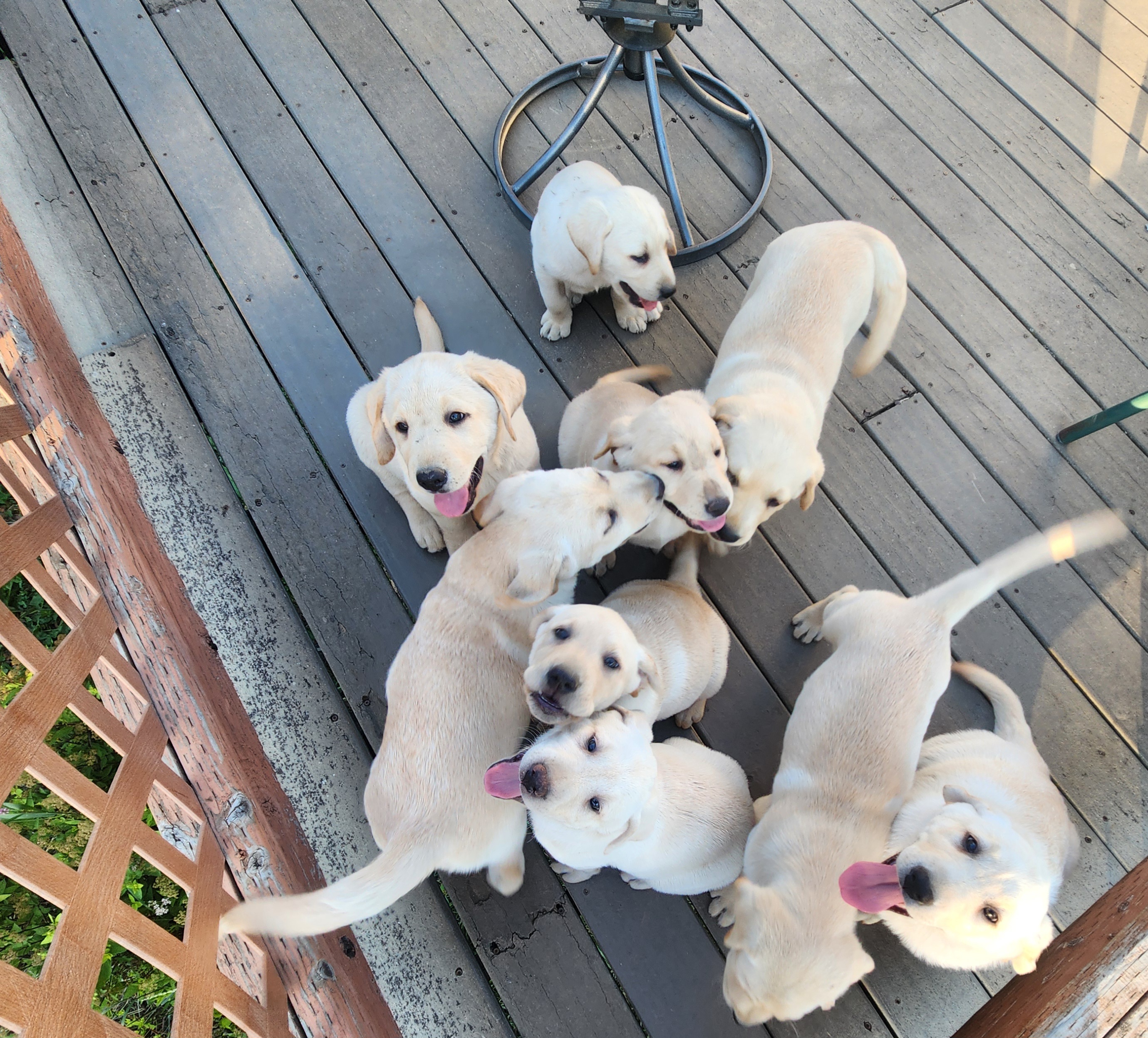 YELLOW LABRADOR RETRIEVER PUPPIES YELLOW LABRADOR RETRIEVER PUPPIES