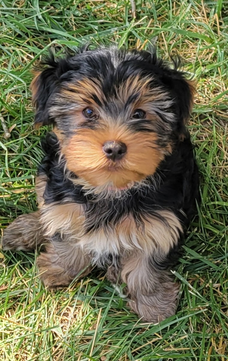 ADORABLE PUREBRED YORKIES ADORABLE PUREBRED YORKIES