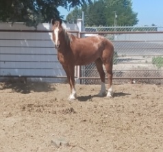 BLAZE WAS SAVED FROM SLAUGHTER BLAZE WAS SAVED FROM SLAUGHTER