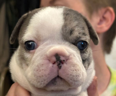 AKC FRENCH BULLDOGS AKC FRENCH BULLDOGS
