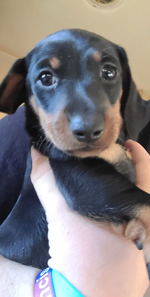 DACHSHUND PUPPIES DACHSHUND PUPPIES