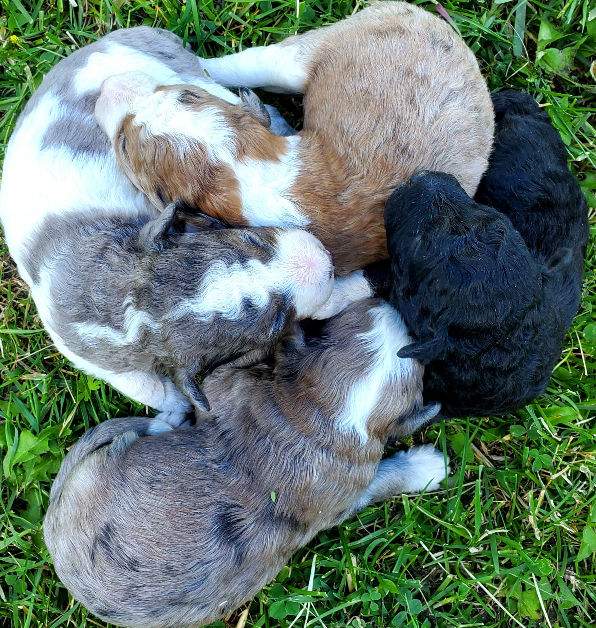 MINI AUSSIEDOODLE PUPPIES MINI AUSSIEDOODLE PUPPIES