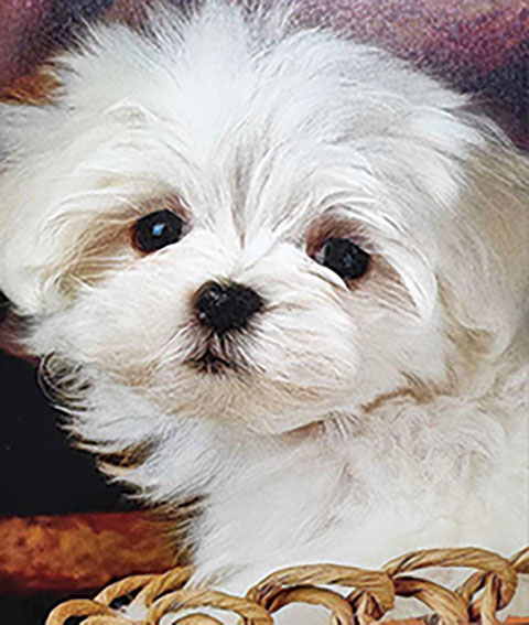 MALTESE & MALTESE MIXED PUPS, MALES & FEMALES MALTESE & MALTESE MIXED PUPS, MALES & FEMALES