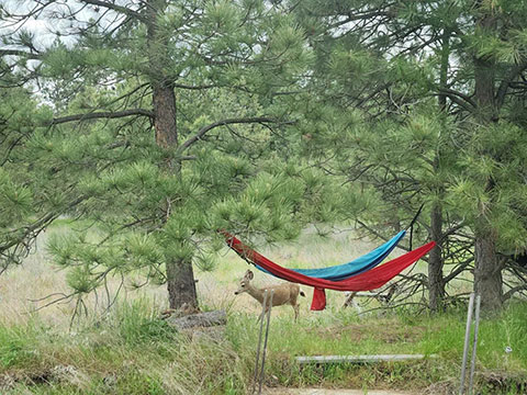 GORGEOUS 11 ACRE PARCEL NEAR AMBER & WILLIAMS LAKES GORGEOUS 11 ACRE PARCEL NEAR AMBER & WILLIAMS LAKES