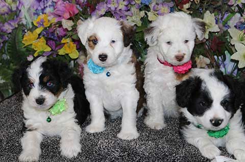 MINIATURE AUSTRALIAN SHEPHERD CROSSED WITH MINIATURE POODLE MINIATURE AUSTRALIAN SHEPHERD CROSSED WITH MINIATURE POODLE