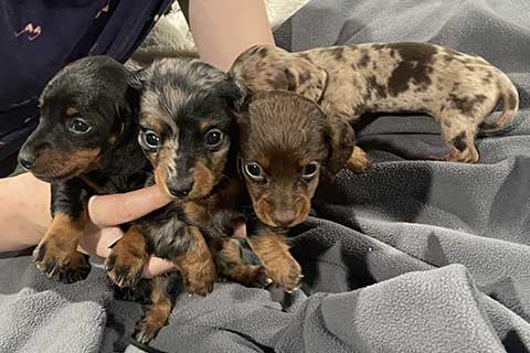 MINI DACHSHUND PUPPIES MINI DACHSHUND PUPPIES