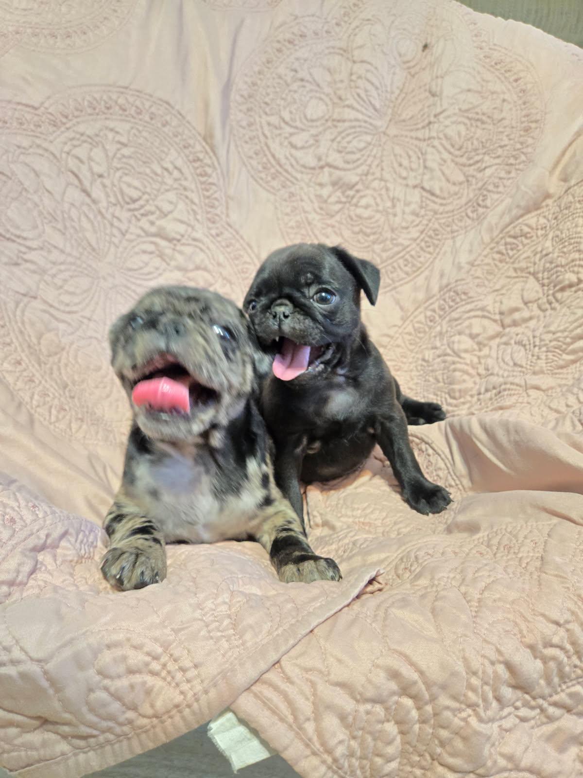 PUG PUPPIES PUG PUPPIES