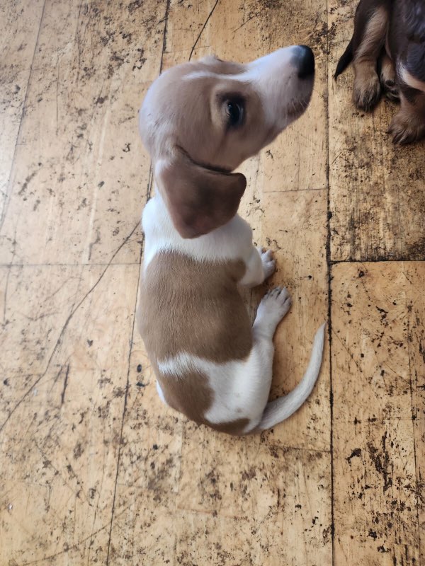 MINIATURE DACHSUND PUPS AKC MINIATURE DACHSUND PUPS AKC