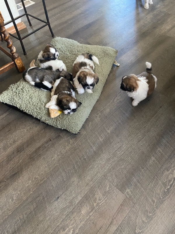 ADORABLE! 4 MALE & 3 FEMALE SHIH TZU PUPPIES ADORABLE! 4 MALE & 3 FEMALE SHIH TZU PUPPIES