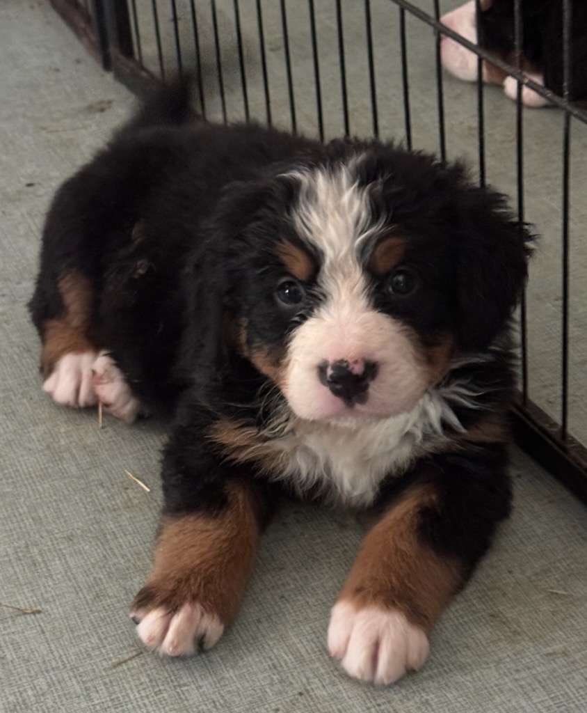 AKC BERNESE MOUNTAIN DOG PUPPIES AKC BERNESE MOUNTAIN DOG PUPPIES