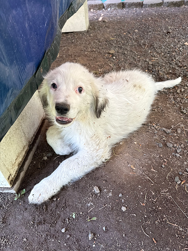 GREAT PYRENEES/ ANATOLIAN GUARD PUPS GREAT PYRENEES/ ANATOLIAN GUARD PUPS