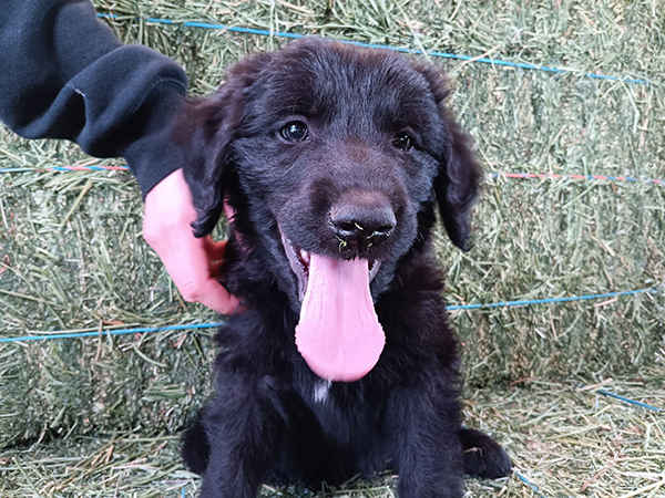 SHEPADOODLE PUPPIES SHEPADOODLE PUPPIES