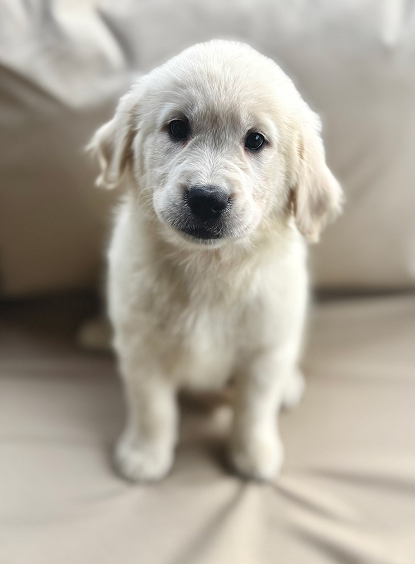 SWEET GOLDEN RETRIEVER PUPPIES SWEET GOLDEN RETRIEVER PUPPIES