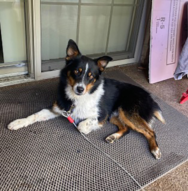 FOR ADOPTION ROSCO 1-1/2 YEAR OLD FOR ADOPTION ROSCO 1-1/2 YEAR OLD