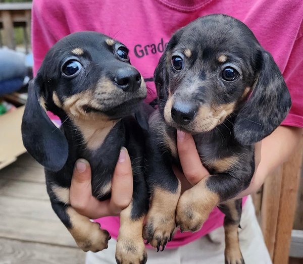 MINI DACHSHUNDS MINI DACHSHUNDS