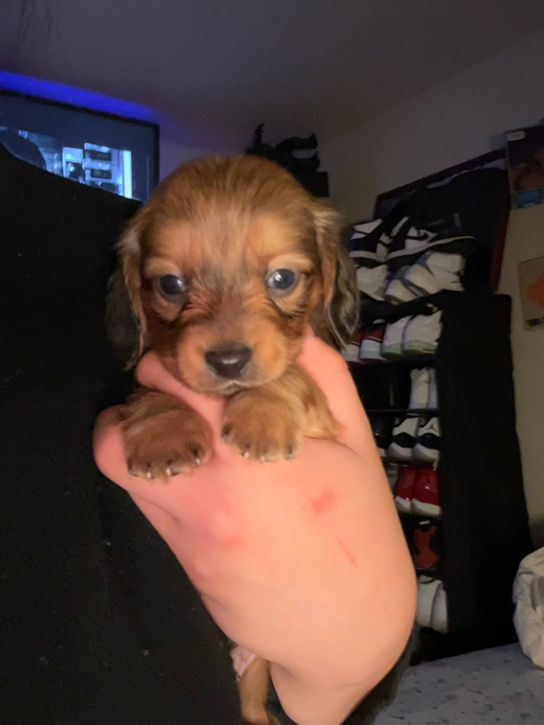 LONGHAIR MINIATURE DACHSHUND PUPPY! LONGHAIR MINIATURE DACHSHUND PUPPY!