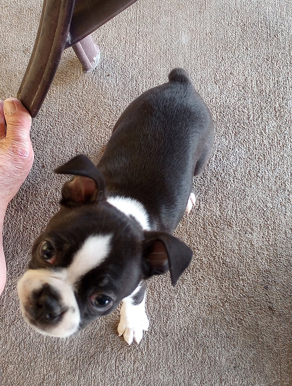 MALE BOSTON TERRIOR 8 WEEKS OLD MALE BOSTON TERRIOR 8 WEEKS OLD