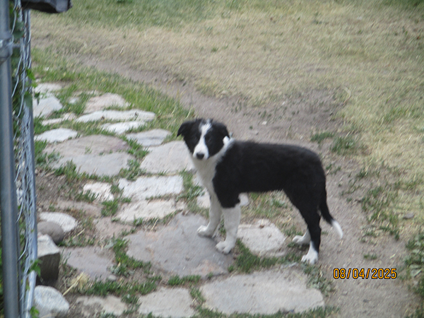 BORDER COLLIE FEMALE PUPPY BORDER COLLIE FEMALE PUPPY
