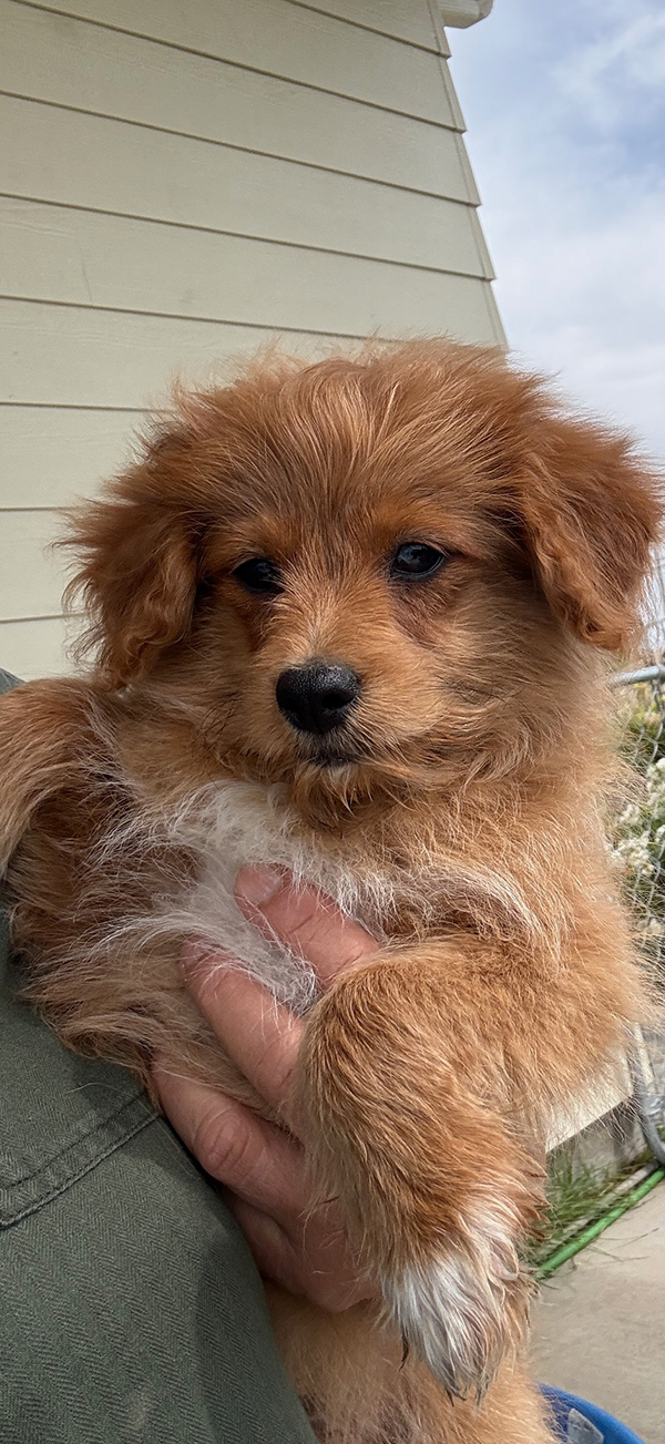 POMAPOO PUPPIES POMAPOO PUPPIES