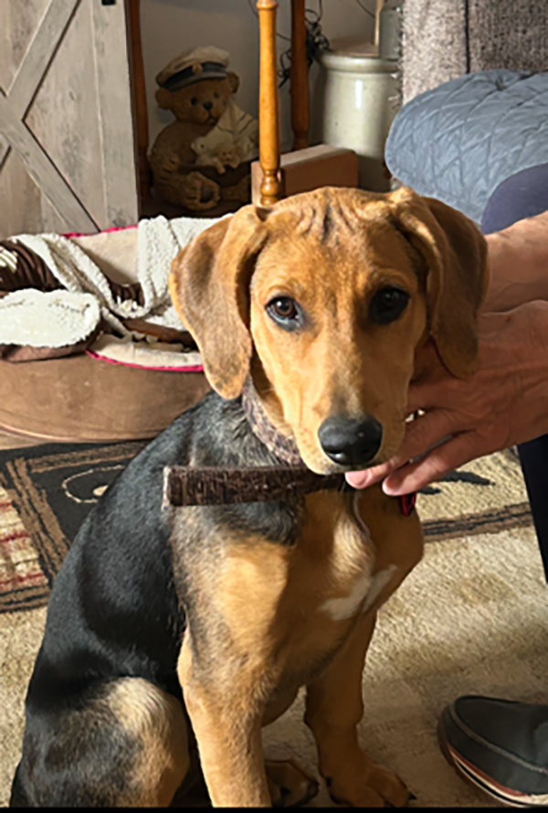 HOUND GERMAN SHEPHERD MIX PUPPY HOUND GERMAN SHEPHERD MIX PUPPY