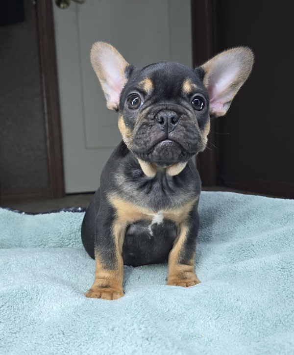 ONE FRENCHIE ONE FRENCHIE