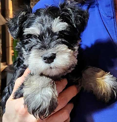 AKC REG. MINI SCHNAUZER PUPPIES AKC REG. MINI SCHNAUZER PUPPIES