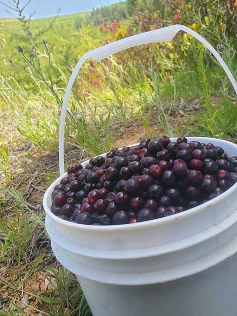 FRESH HUCKLEBERRIES FRESH HUCKLEBERRIES