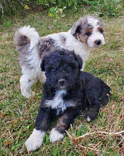 MINI AUSSIEDOODLE LITTER MINI AUSSIEDOODLE LITTER