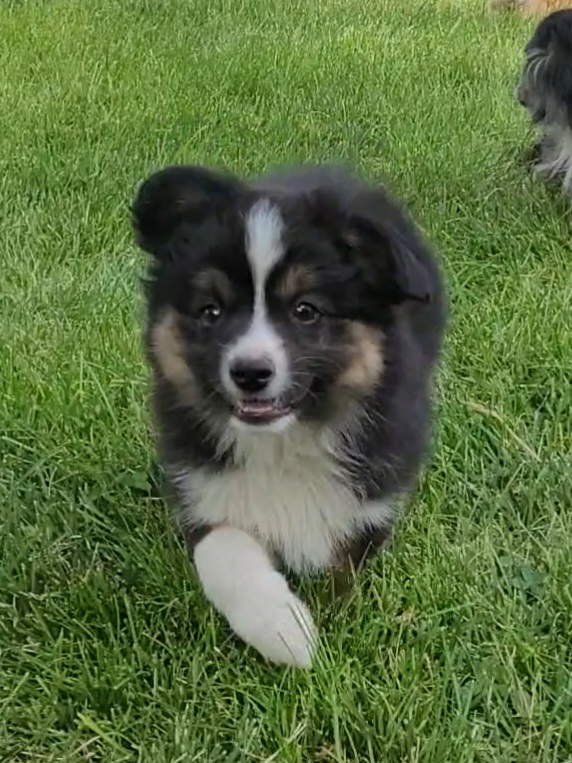 MINI AUSSIE MINI AUSSIE