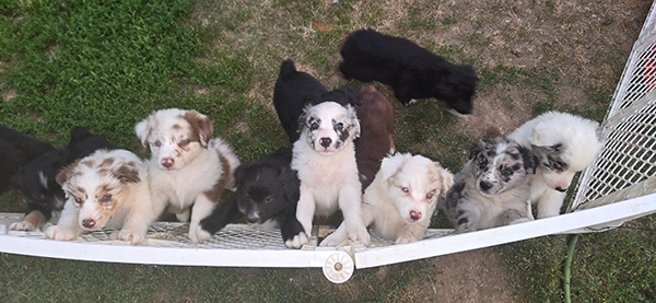 PUREBRED AUSSIE PUPPIES PUREBRED AUSSIE PUPPIES