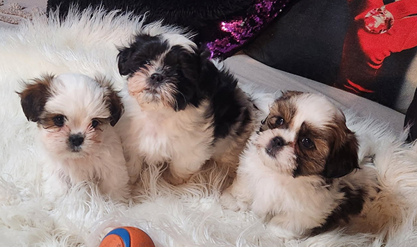 MALTE-TZU/ SHIMA PUPPIES MALTE-TZU/ SHIMA PUPPIES