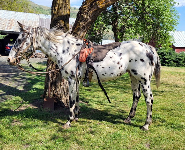 REG. ApHC APPALOOSA MARE- GREAT TRAIL HORSE! REG. ApHC APPALOOSA MARE- GREAT TRAIL HORSE!