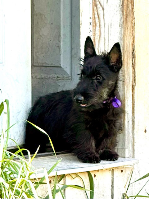 AKC SCOTTISH TERRIER PUPPIES AKC SCOTTISH TERRIER PUPPIES