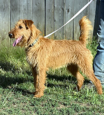 AKC IRISH TERRIER PUPPIES AKC IRISH TERRIER PUPPIES