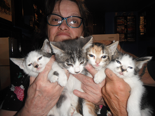 17 SWEET PLAYFUL ADORABLE KITTENS 17 SWEET PLAYFUL ADORABLE KITTENS