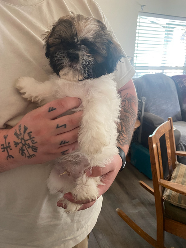 ADORABLE! 2 MALE SHIH TZU PUPPIES ADORABLE! 2 MALE SHIH TZU PUPPIES