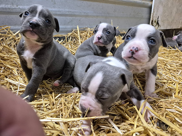 ONCE IN A LIFETIME LITTER ONCE IN A LIFETIME LITTER
