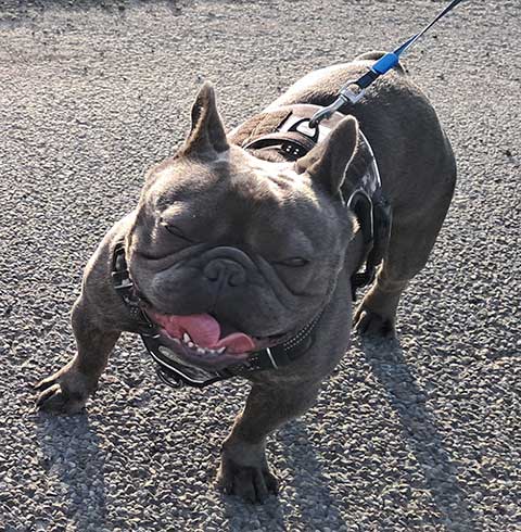 AKC MALE FRENCH BULLDOG AKC MALE FRENCH BULLDOG