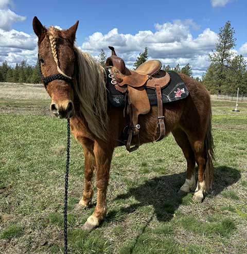 5 YEAR OLD STALLION 5 YEAR OLD STALLION