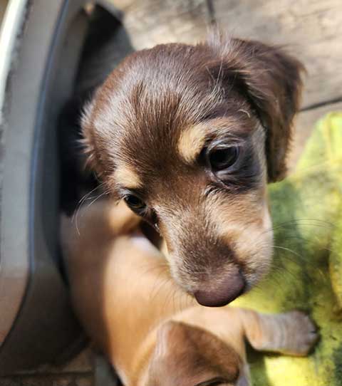 AKC MINIATURE DACHSHUND PUPPIES AKC MINIATURE DACHSHUND PUPPIES