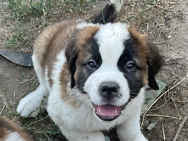 SAINT BERNARD PUPPIES SAINT BERNARD PUPPIES