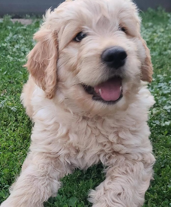 3 MALE F1B GOLDENDOODLES 3 MALE F1B GOLDENDOODLES