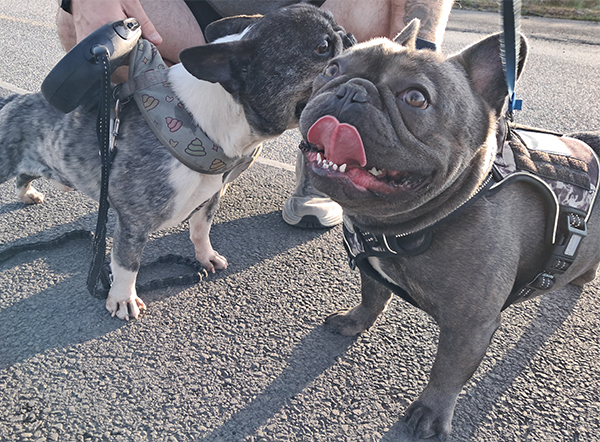 FRENCH BULLDOG MALE FRENCH BULLDOG MALE