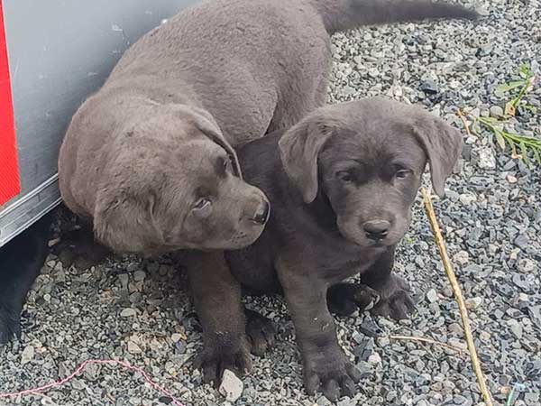 LAB PUPPIES LAB PUPPIES