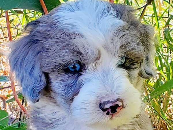 MINIATURE AUSSIEDOODLE PUPPIES MINIATURE AUSSIEDOODLE PUPPIES