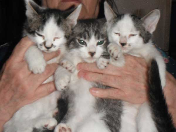 10 SWEET PLAYFUL ADORABLE KITTENS 10 SWEET PLAYFUL ADORABLE KITTENS