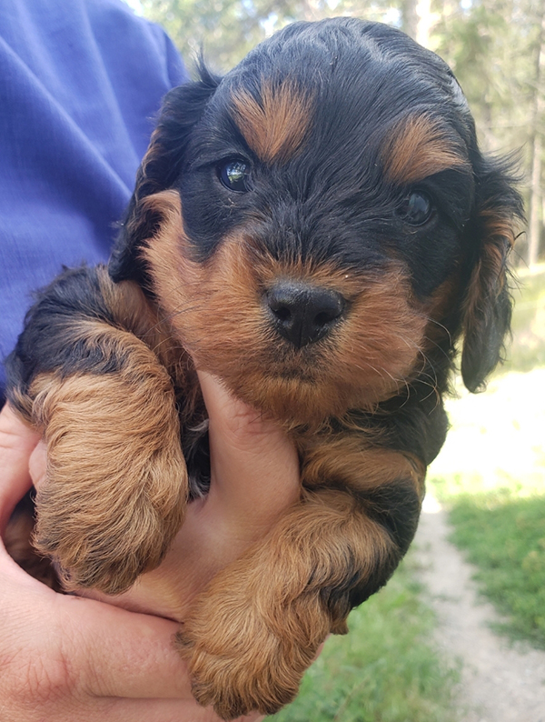 CAVAPOO PUPPIES CAVAPOO PUPPIES