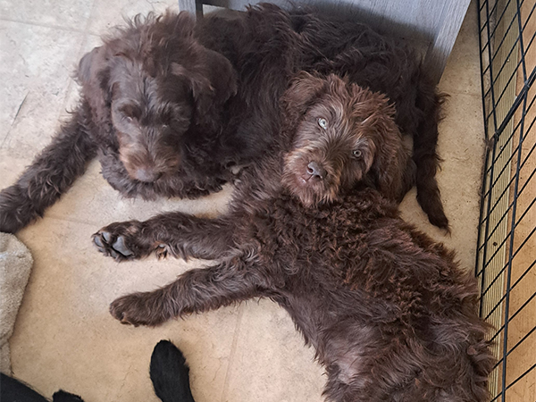 LABRADOODLES LABRADOODLES